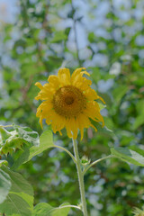해바라기
sunflower