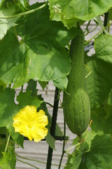 ヘチマの花と実