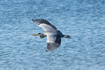 heron in flight