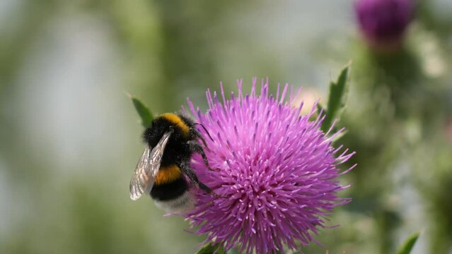 Cotton Thistle or Scottish Thistle Gently Swaying in the Wind Attracting Bumblebees Collecting Pollen Closeup