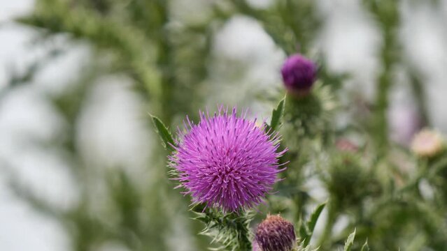 Cotton Thistle or Scottish Thistle Gently Swaying in the Wind Closeup