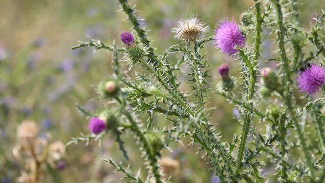 Cotton Thistle or Scottish Thistle Gently Swaying in the Wind Attracting Bumblebees