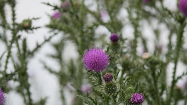 Cotton Thistle or Scottish Thistle Gently Swaying in the Wind