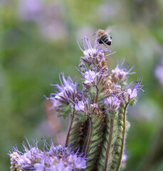 Bienenflug