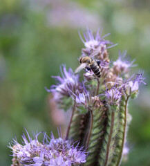 Bienenflug