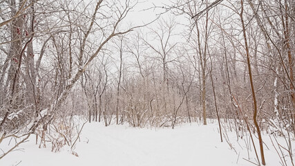 Hiking trail through Ile de la visitation nature park in the snow. Montreal
