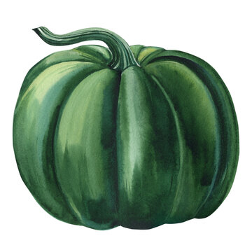 Green Pumpkin on isolated white background, fall harvest, watercolor illustration