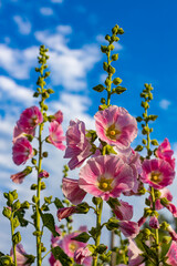 red mallow flower against the blue sky in summer