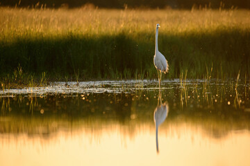 Great egret - Ardea alba in the water at morning lights.