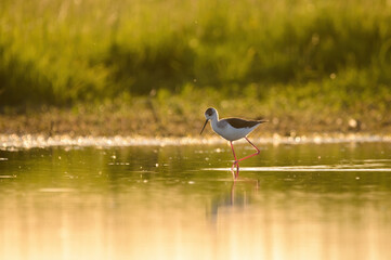 Obraz premium Black-winged stilt - himantopus himantopus wading in the water, red legs black and white wader