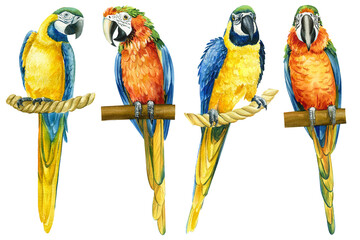 Set tropical birds, macaw isolated white background, parrots watercolor illustration. jungle design
