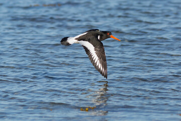 flying oystercatcher