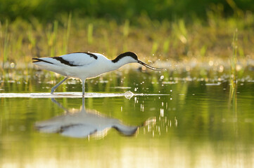 Pied avocet - Recurvirostra avosetta in the water