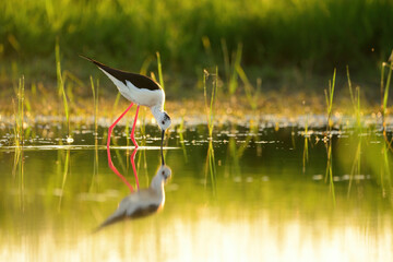 Black-winged stilt - himantopus himantopus wading in the water, red legs black and white wader