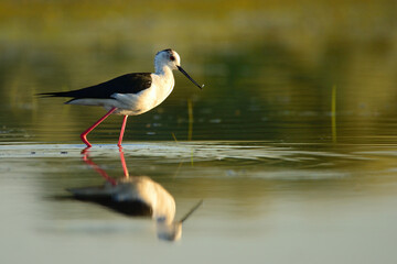 Black-winged stilt - himantopus himantopus wading in the water, red legs black and white wader