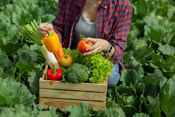 Organic farmer in a vegetable field holding a wooden box of beautiful freshly picked vegetables, Organic vegetables and healthy lifestyle concept.