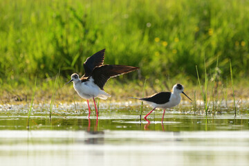 Black-winged stilt - himantopus himantopus wading in the water, red legs black and white wader