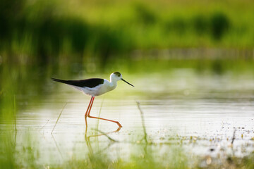 Black-winged stilt - himantopus himantopus wading in the water, red legs black and white wader