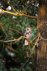 Long-eared owl - Asio otus perching on tree