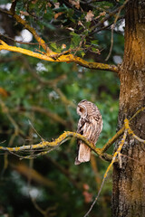 Long-eared owl - Asio otus perching on tree