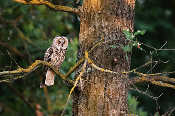 Long-eared owl - Asio otus perching on tree