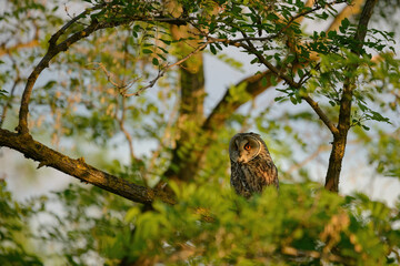 Long-eared owl - Asio otus perching on tree