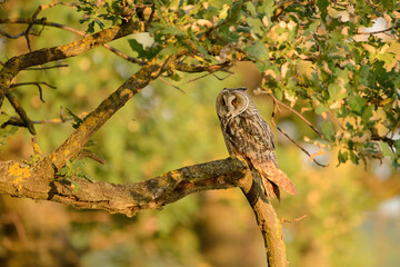 Long-eared owl - Asio otus perching on tree