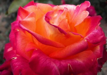 Rose flower in bloom. Macro.
