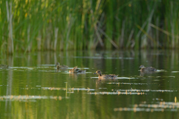 Obraz na płótnie Canvas Mallard duckling swimming on lake