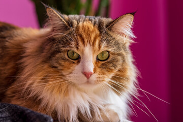 Obraz premium Domestic cat on a purple background.