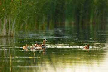 Mallard family, female duck and her chicks swimming on lake