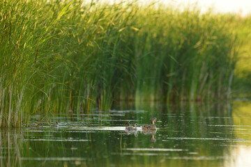 Mallard family, female duck and her chicks swimming on lake