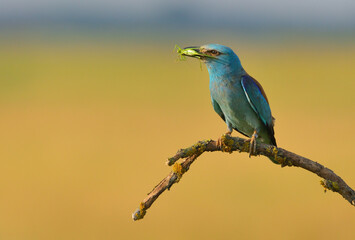 European roller - coracias garrulus colorful exotic bird