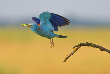 European roller - coracias garrulus colorful exotic bird