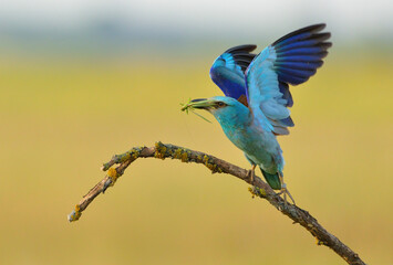 European roller - coracias garrulus colorful exotic bird