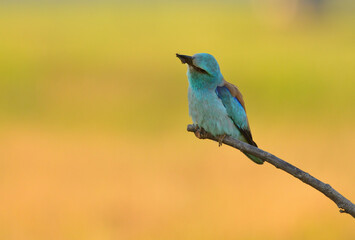 European roller - coracias garrulus colorful exotic bird