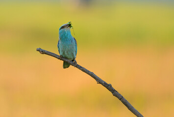 European roller - coracias garrulus colorful exotic bird