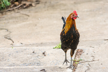 Thai hen or Bantam Chicken male look for food at plantation farm.