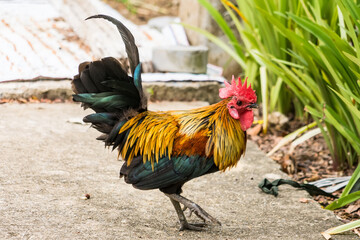Thai hen or Bantam Chicken male look for food at plantation farm.