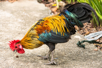 Thai hen or Bantam Chicken male look for food at plantation farm.