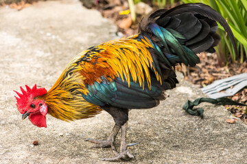 Thai hen or Bantam Chicken male look for food at plantation farm.