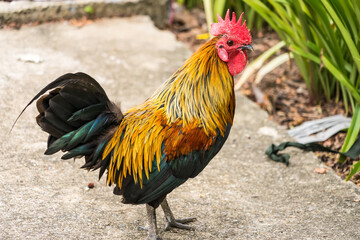 Thai hen or Bantam Chicken male look for food at plantation farm.