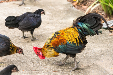 Thai hen or Bantam Chicken male look for food at plantation farm.