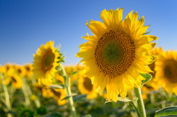 Fototapeta premium Close up sunflower in the field with blue sky.
