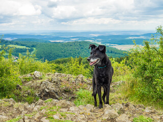 Schwarzer Hund auf der Kalten Buche in der Rhön mit Aussicht