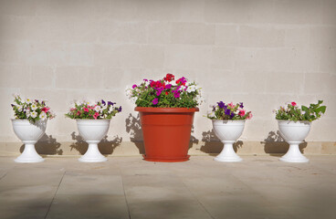 Five flowerpots with flowers standing on the street near a gray wall.