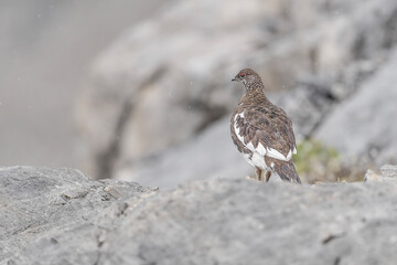 Fine art portrait of the rock ptarmigan male under the rain (Lagopus muta)