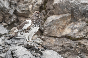 Under the rain, fine art portrait of the rock ptarmigan male (Lagopus muta)