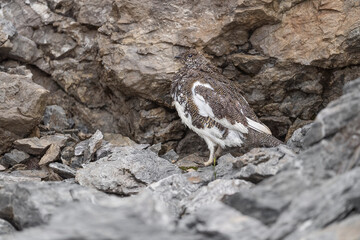 Wild Alps, the rock ptarmigan female (Lagopus muta)