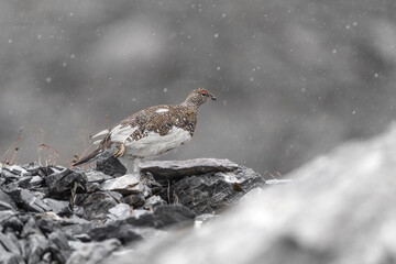 The rainstorm and the rock ptarmigan male (Lagopus muta)